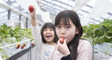 いちご摘みスタート!