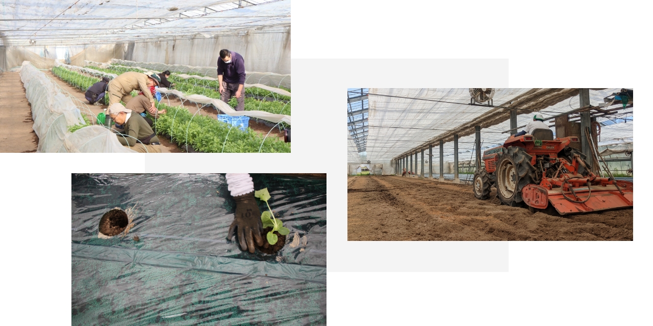 まちワクファーム